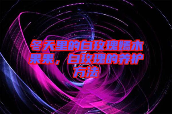 冬天里的白玫瑰嫣木果果，白玫瑰的養(yǎng)護(hù)方法