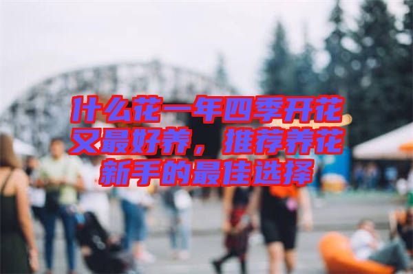 什么花一年四季開花又最好養(yǎng)，推薦養(yǎng)花新手的最佳選擇