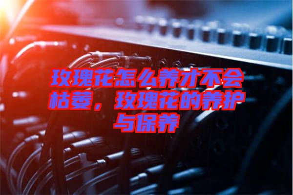 玫瑰花怎么養(yǎng)才不會枯萎，玫瑰花的養(yǎng)護與保養(yǎng)