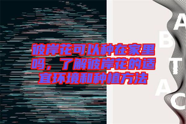 彼岸花可以種在家里嗎，了解彼岸花的適宜環(huán)境和種植方法
