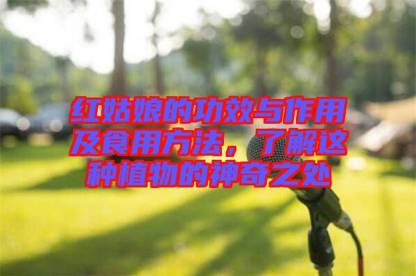 紅姑娘的功效與作用及食用方法，了解這種植物的神奇之處