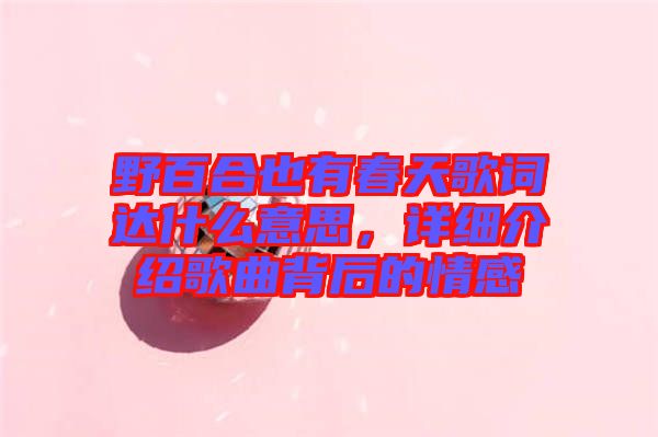 野百合也有春天歌詞達(dá)什么意思，詳細(xì)介紹歌曲背后的情感