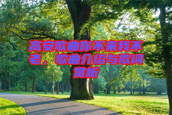 高安歌曲你不來我不老，歌曲介紹與歌詞賞析
