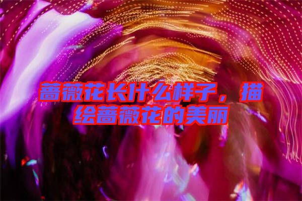 薔薇花長什么樣子，描繪薔薇花的美麗