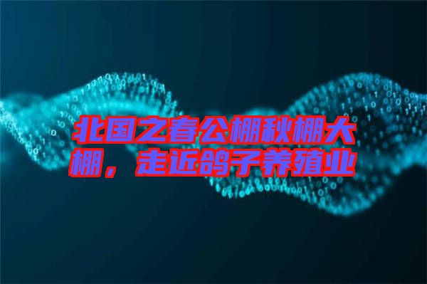 北國之春公棚秋棚大棚，走近鴿子養(yǎng)殖業(yè)