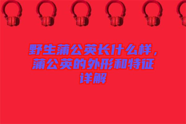 野生蒲公英長什么樣，蒲公英的外形和特征詳解